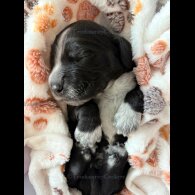 Cocker Spaniel (Working &amp; Show) - Both