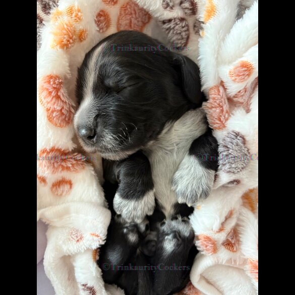 Cocker Spaniel (Working &amp; Show) - Both