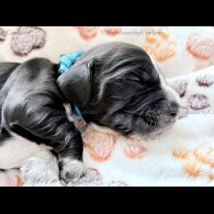 Cocker Spaniel (Working &amp; Show) - Both