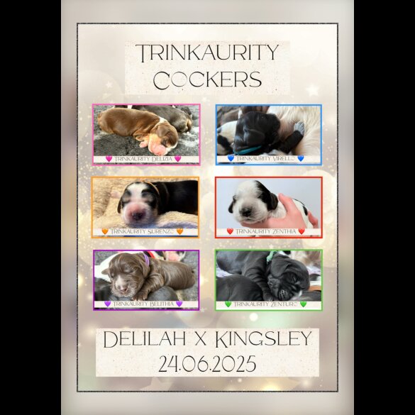Cocker Spaniel (Working &amp; Show) - Both