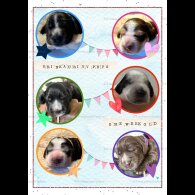 Cocker Spaniel (Working &amp; Show) - Both