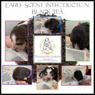 Cocker Spaniel (Working &amp; Show) - Both