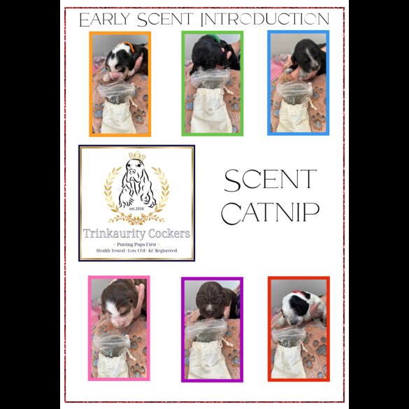 Cocker Spaniel (Working &amp; Show) - Both