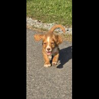Cocker Spaniel (Working &amp; Show) - Bitches