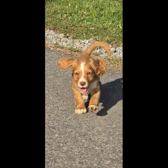 Cocker Spaniel (Working &amp; Show) - Bitches