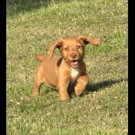 Cocker Spaniel (Working &amp; Show) - Bitches