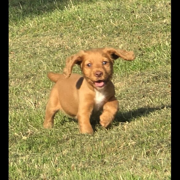 Cocker Spaniel (Working &amp; Show) - Bitches