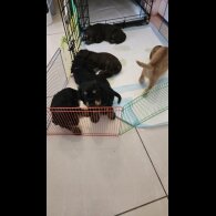 Cocker Spaniel (Working &amp; Show) - Both