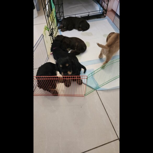 Cocker Spaniel (Working &amp; Show) - Both