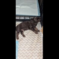 Cocker Spaniel (Working &amp; Show) - Both