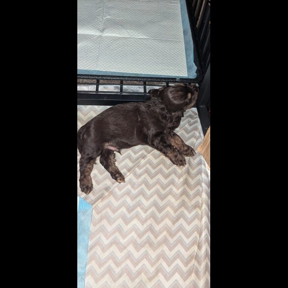Cocker Spaniel (Working &amp; Show) - Both