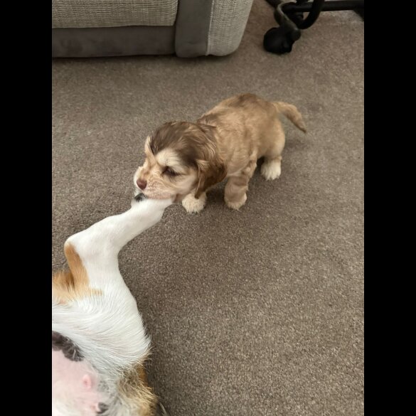 Cocker Spaniel (Working &amp; Show) - Both