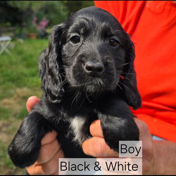 Cocker Spaniel (Working &amp; Show) - Both