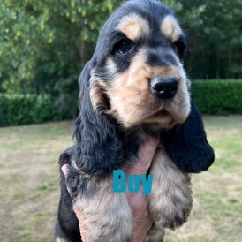 Cocker Spaniel (Working &amp; Show) - Both