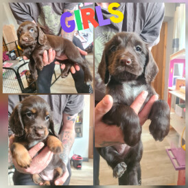 Cocker Spaniel (Working &amp; Show) - Both