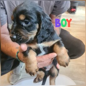 Cocker Spaniel (Working &amp; Show) - Both