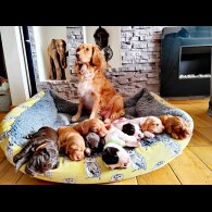 Cocker Spaniel (Working &amp; Show) - Dogs