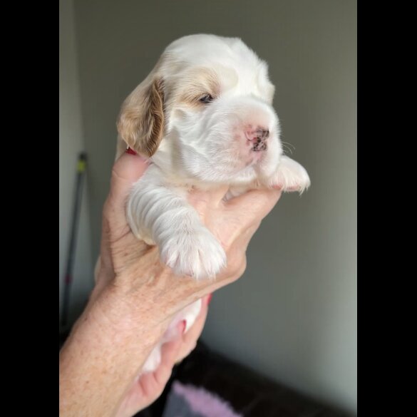 Cocker Spaniel (Working &amp; Show) - Both