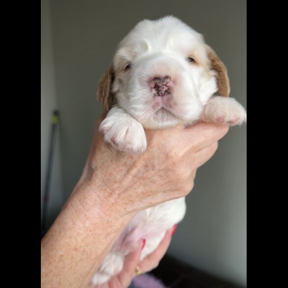 Cocker Spaniel (Working &amp; Show) - Both