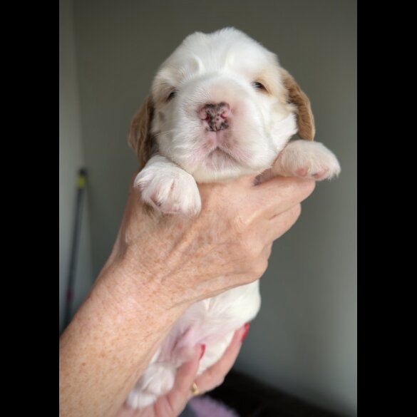 Cocker Spaniel (Working &amp; Show) - Both