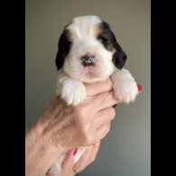 Cocker Spaniel (Working &amp; Show) - Both