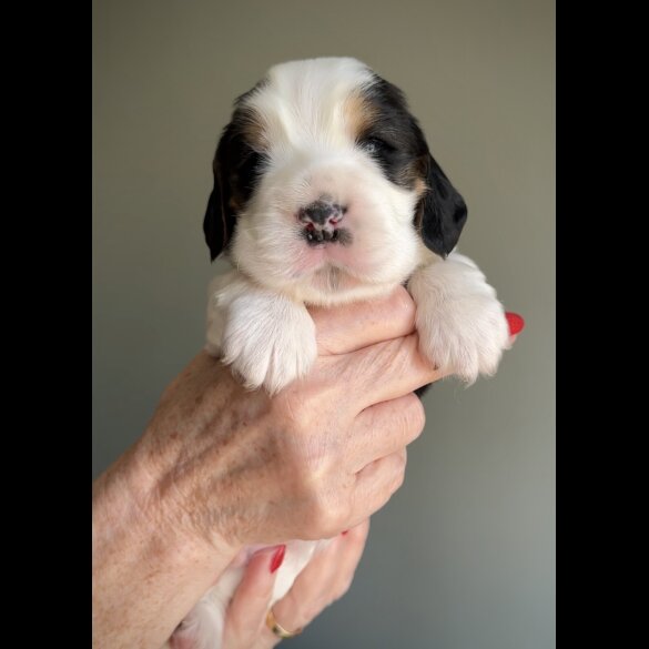 Cocker Spaniel (Working &amp; Show) - Both