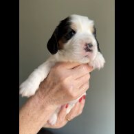 Cocker Spaniel (Working &amp; Show) - Both