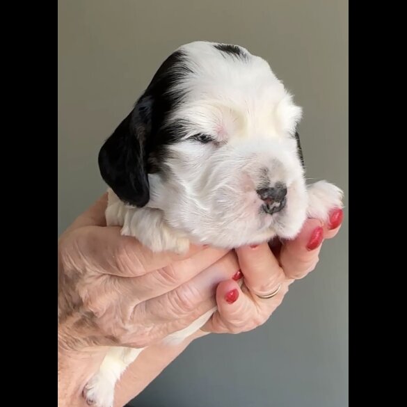 Cocker Spaniel (Working &amp; Show) - Both