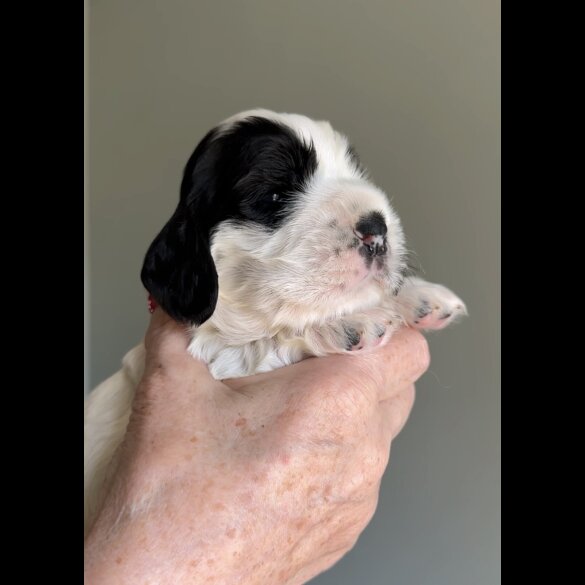 Cocker Spaniel (Working &amp; Show) - Both