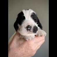 Cocker Spaniel (Working &amp; Show) - Both