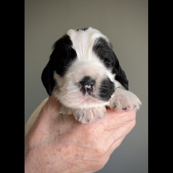 Cocker Spaniel (Working &amp; Show) - Both