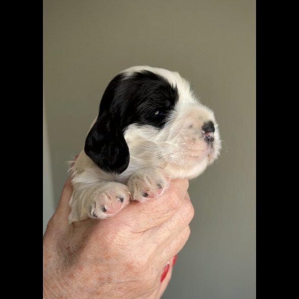 Cocker Spaniel (Working &amp; Show) - Both