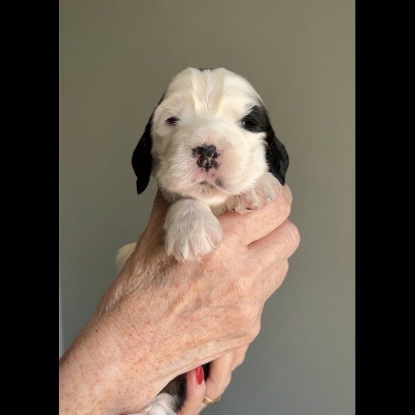 Cocker Spaniel (Working &amp; Show) - Both