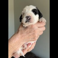 Cocker Spaniel (Working &amp; Show) - Both