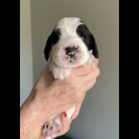 Cocker Spaniel (Working &amp; Show) - Both