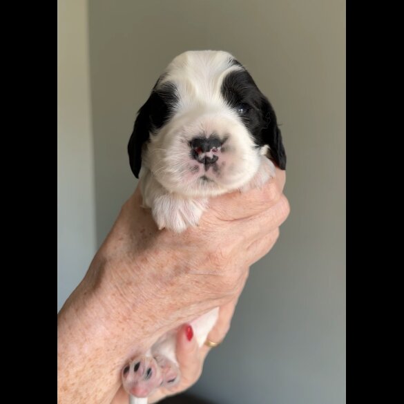 Cocker Spaniel (Working &amp; Show) - Both