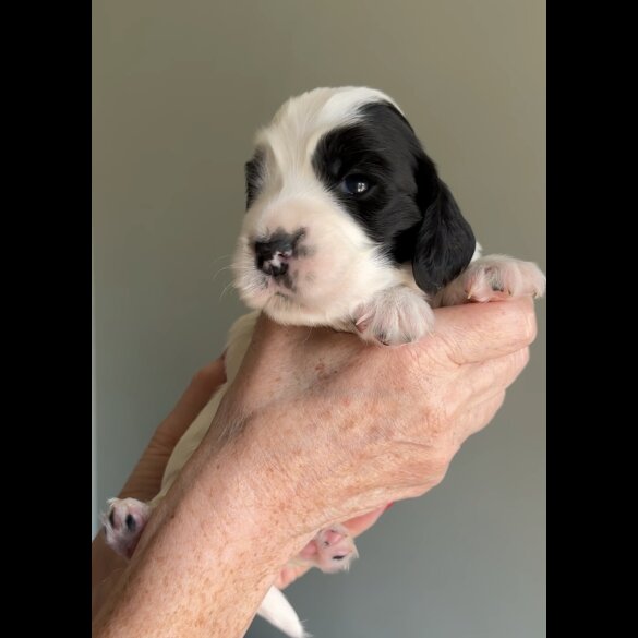 Cocker Spaniel (Working &amp; Show) - Both