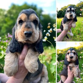 Cocker Spaniel (Working &amp; Show) - Both