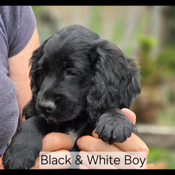Cocker Spaniel (Working &amp; Show) - Both