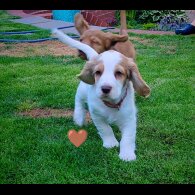 Cocker Spaniel (Working &amp; Show) - Dogs