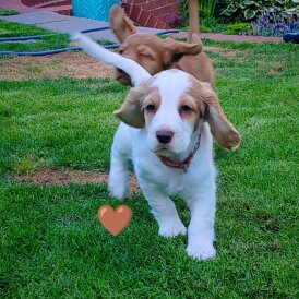 Cocker Spaniel (Working &amp; Show) - Dogs