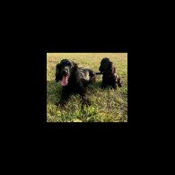 Cocker Spaniel (Working &amp; Show) - Dogs