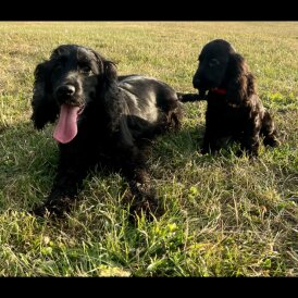 Cocker Spaniel (Working &amp; Show) - Dogs