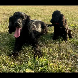 Cocker Spaniel (Working &amp; Show) - Dogs