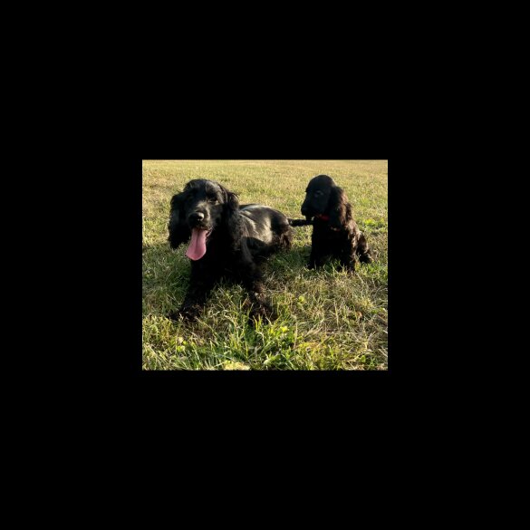 Cocker Spaniel (Working &amp; Show) - Dogs