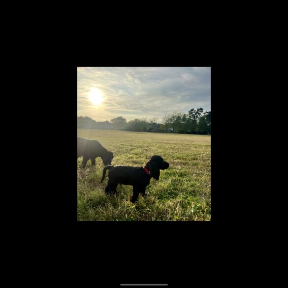 Cocker Spaniel (Working &amp; Show) - Dogs