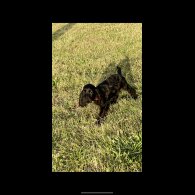 Cocker Spaniel (Working &amp; Show) - Dogs