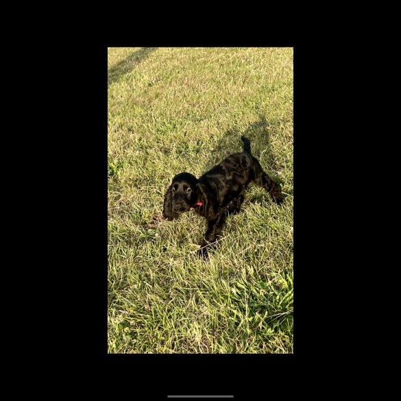 Cocker Spaniel (Working &amp; Show) - Dogs