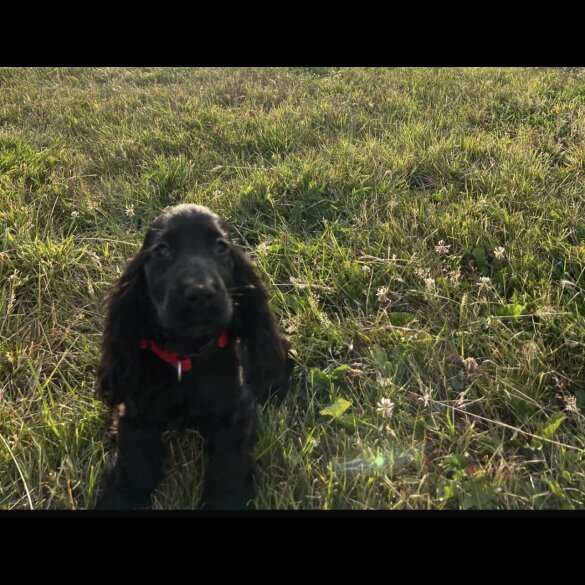 Cocker Spaniel (Working &amp; Show) - Dogs