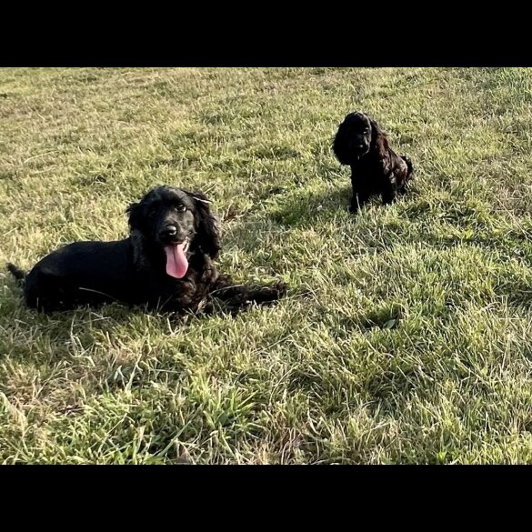 Cocker Spaniel (Working &amp; Show) - Dogs